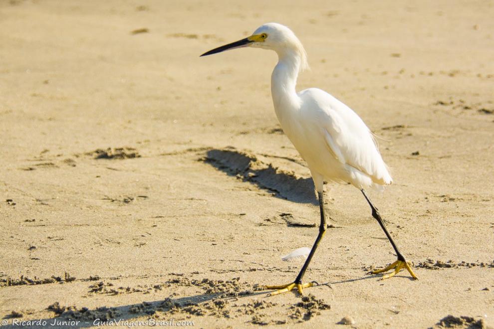 Imagem de uma garça nas areias da Praia do Itaguá.